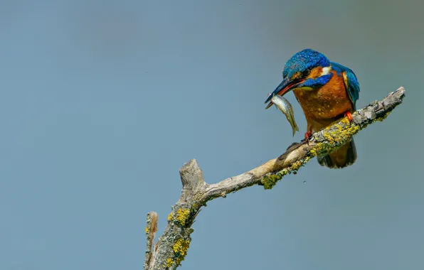 Picture birds, Kingfisher, angler