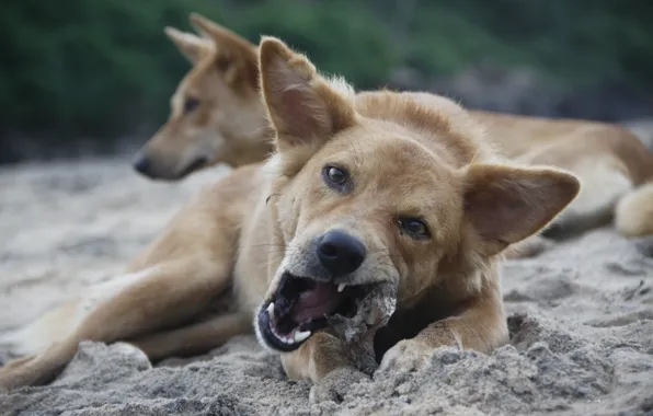 Picture background, animal, Wallpaper, dog, teeth, eats