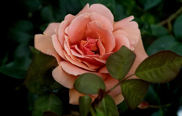 Picture leaves, macro, flowers, the dark background, roses, pink, salmon