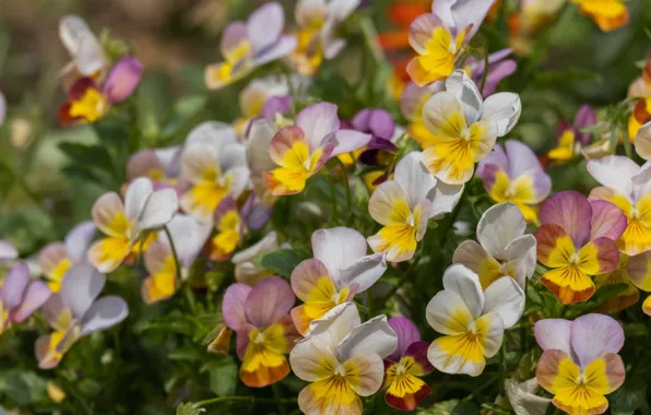 Flowers, glade, yellow, Pansy, bokeh, viola