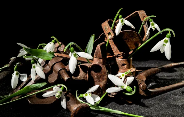 Flowers, spring, rust, snowdrops, instrumento, white, black background, still life