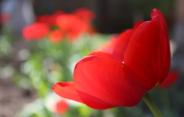 Macro, red, Tulip, red, macro, Tulip