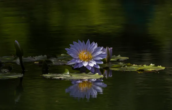 Picture water, reflection, lilac, buds, Nymphaeum