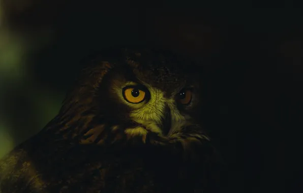 Picture dark, close-up, animals, eyes, feathers, animal, owl, wildlife