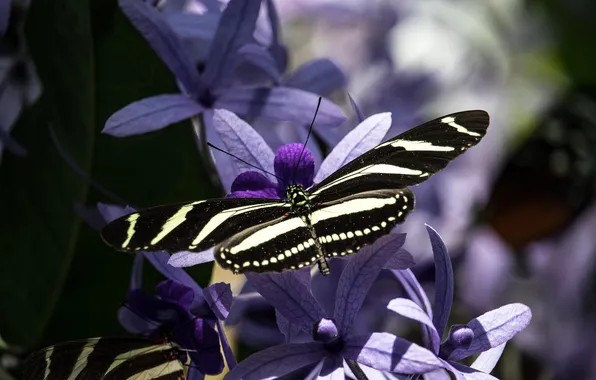 Macro, wings, Butterfly, beautiful, flowers, closeup