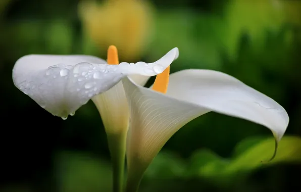 Picture macro, flowers, droplets, morning, flowers, macro, Calla lilies, dewdrops