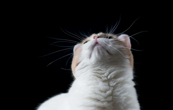 Cat, the dark background, muzzle, Ben Torode, Hannah, Benjamin Torode