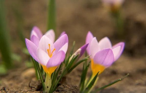 Picture flower, grass, macro, nature, pink, earth, spring, crocuses