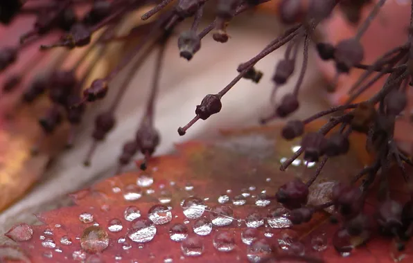 Leaves, drops, macro