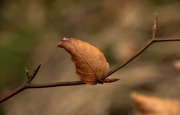 Autumn, macro, sheet, branch, dry