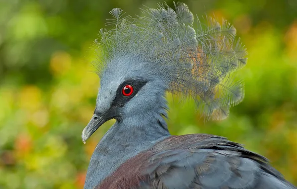 Picture bird, feathers, beak, crowned pigeon