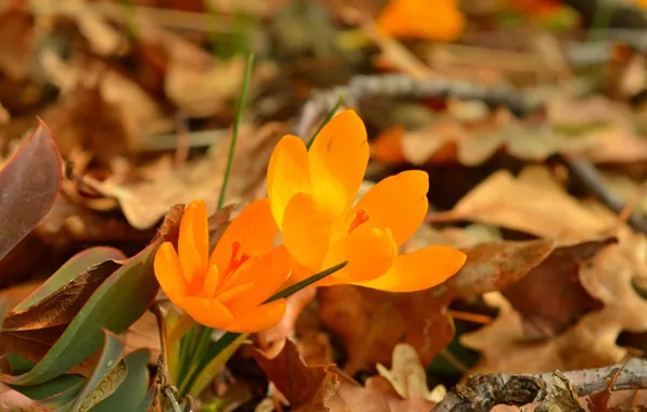 Foliage, Crocuses, Crocuses, Leaves, Yellow flowers, Yellow flowers