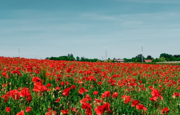 Summer, flowers, Maki, poppy field