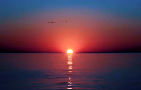 Sea, the sky, the sun, sunset, birds, reflection