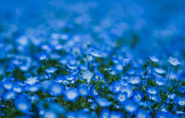 Flowers, petals, blur, blue, blue, Nemophila