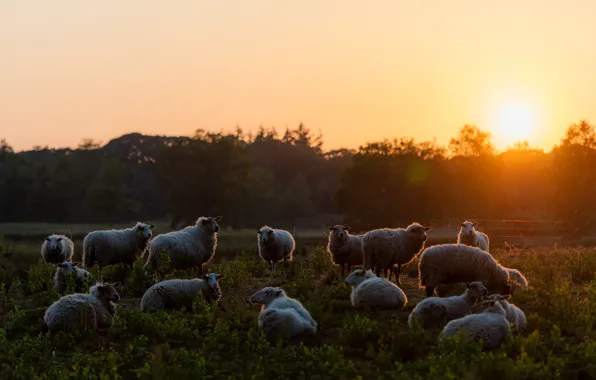Summer, the sun, landscape, sunset, nature, dawn, sheep, pasture