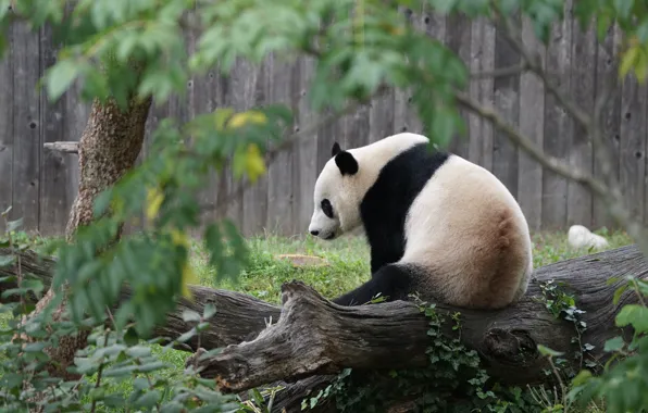 Face, leaves, branches, nature, pose, tree, the fence, bear