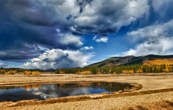 Wallpaper grass, water, reflection, bear, drink, brown images for ...