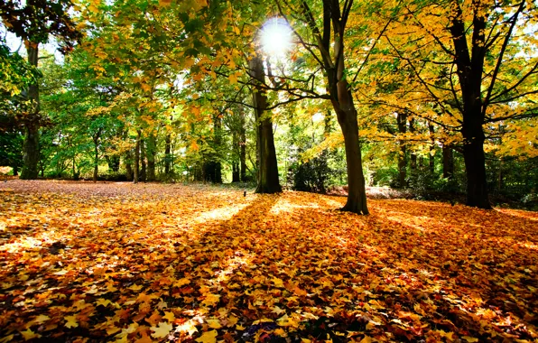 Wallpaper Autumn, The Sun, Trees, Foliage, Pryda For Mobile And Desktop 