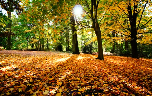 Picture autumn, the sun, trees, foliage, Pryda