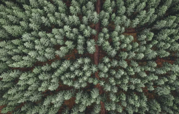 Road, forest, trees, landscape, nature, the view from the top