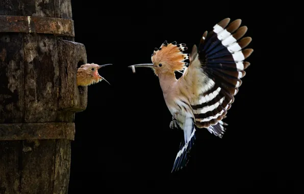 Flight, bird, chick, hoopoe, Sony World Photography Awards