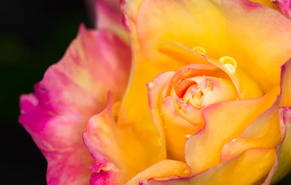 Picture drops, macro, background, rose, petals