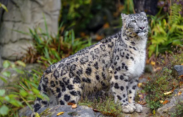 Picture autumn, look, leaves, nature, pose, stones, IRBIS, snow leopard