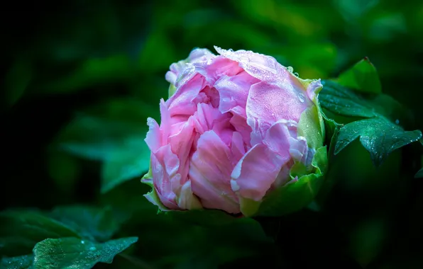 Flower, leaves, drops, macro, the dark background, pink, garden, Bud