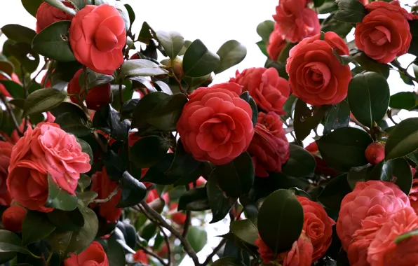 Leaves, flowers, branches, Bush, spring, red, flowering, a lot