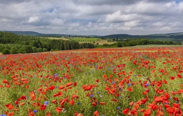 Field, summer, the sky, landscape, flowers, nature, Maki, meadow