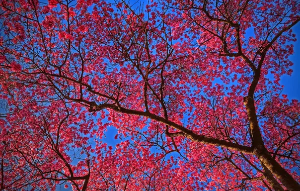 The sky, tree, spring, garden, flowering