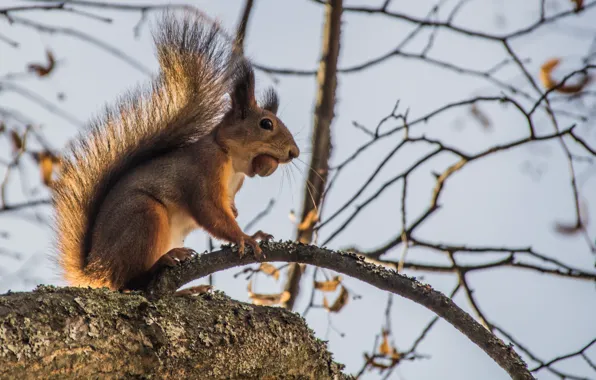 Picture trees, protein, nuts, Pavlovsk