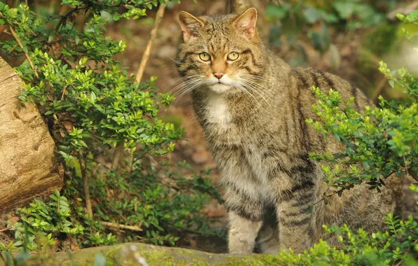 Picture cat, wild, Bush, Scottish, cat