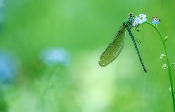 Greens, summer, macro, flowers, green, spring, dragonfly, insect
