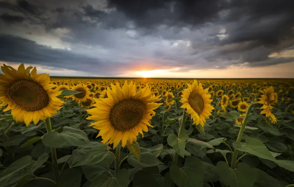 Field, summer, the sky, clouds, sunflowers, sunset, flowers, clouds
