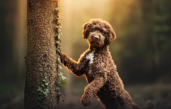 Background, each, dog