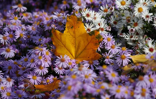 Autumn, light, flowers, pink, white, flowerbed, bokeh, asters