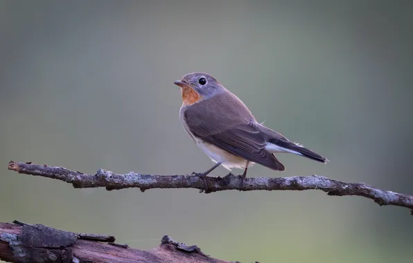 Branches, bird, pichuga, red-breasted Flycatcher