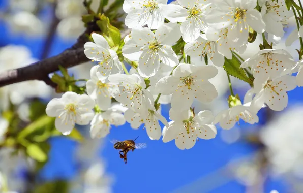 Macro, nature, cherry, bee, branch, spring, insect, flowering