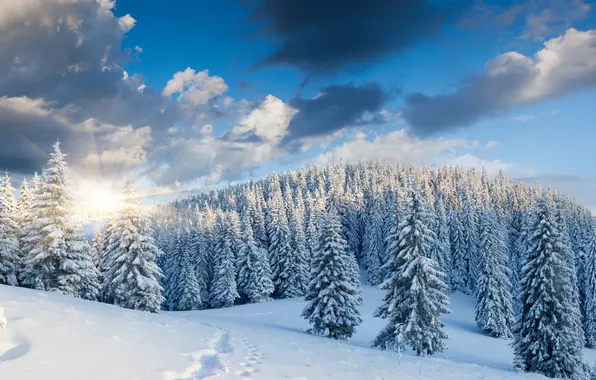 Winter, forest, the sky, the sun, clouds, snow, trees, landscape