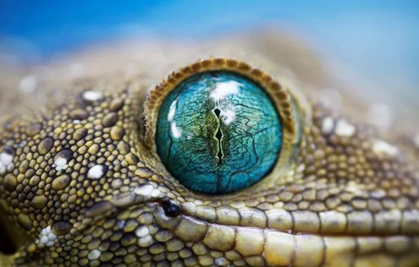 Picture macro, eyes, snake, leather