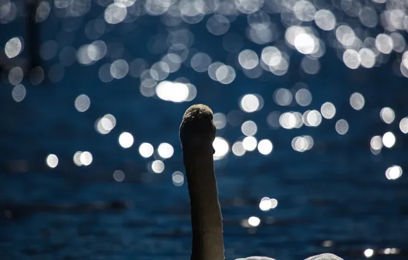 Picture lake, glare, Swan
