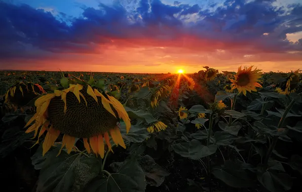 Field, summer, the sun, rays, sunflowers, sunset, the evening