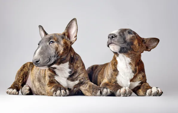 Dogs, background, bull Terriers