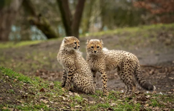 Pair, Cheetah, kids, two, cubs, cheetahs