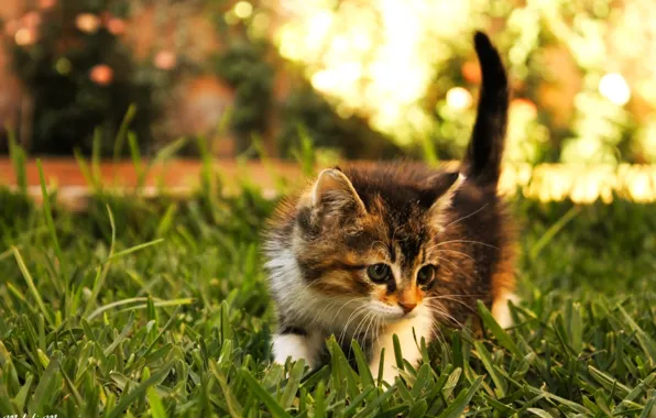 Grass, kitty, researcher