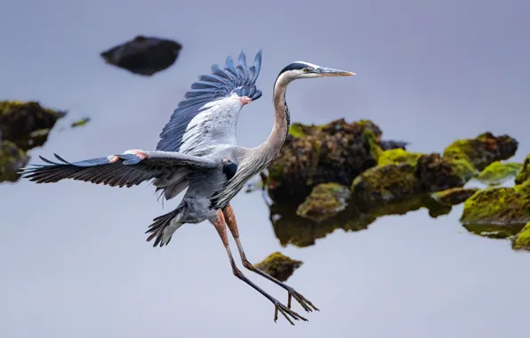 Picture bird, wings, Heron, great blue Heron