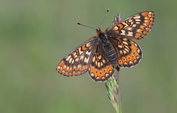 Macro, background, pattern, butterfly, plant, orange, insect, wings