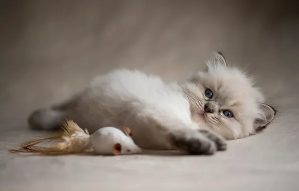 Cat, kitty, background, toy, the game, fluffy, mouse, mouse